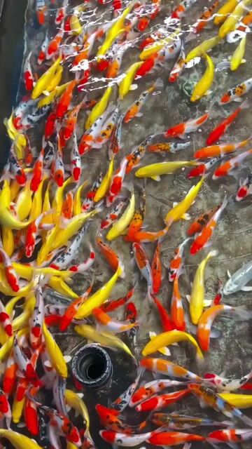Cá Koi F1 mini … size 5-7con/ 1kg (18-25cm). Mua bán Thú cưng khác tại Thành phố Thủ Đức Tp Hồ Chí Minh được đăng bởi Nguyen Sang hình 1