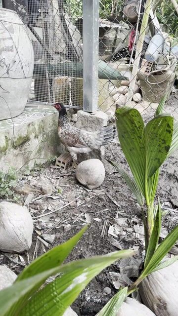 xám tơ 2ky. Mua bán Gà tại Quận Bình Thuỷ Cần Thơ được đăng bởi kkkkkk hình 1