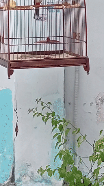 e chào mào mồng lân mùa 2. Mua bán Chim tại Quận Bình Tân Tp Hồ Chí Minh được đăng bởi Sang Nguyễn hình 1