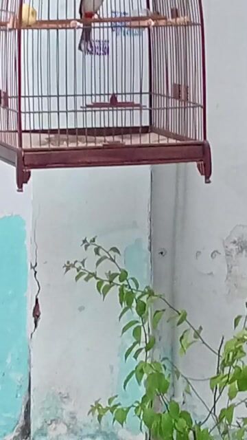 e chào mào mồng lân mùa 2. Mua bán Chim tại Quận Bình Tân Tp Hồ Chí Minh được đăng bởi Sang Nguyễn hình 1