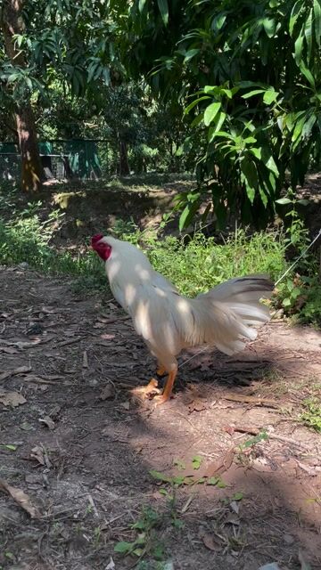 bướm 3300gram. Mua bán Gà tại Thành phố Cao Lãnh Đồng Tháp được đăng bởi Gà Đá Miền Tây hình 1