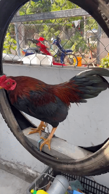 Gà tre Đỏ đen Đực. Mua bán Gà tại Thị xã Tân Châu An Giang được đăng bởi Huy Hoàng hình 1