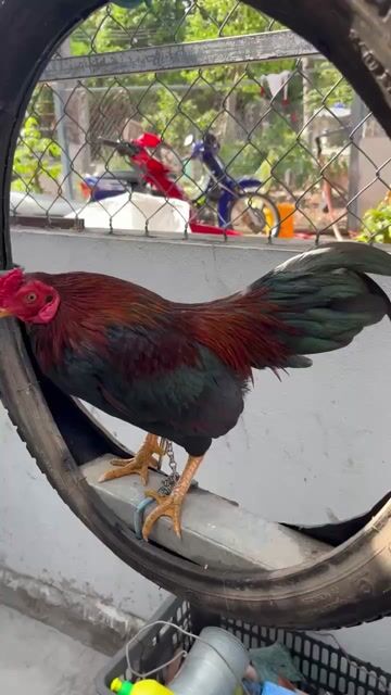 Gà tre Đỏ đen Đực. Mua bán Gà tại Thị xã Tân Châu An Giang được đăng bởi Huy Hoàng hình 1
