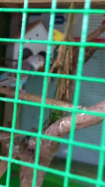 Chim Yến phụng trên 3 tháng. Mua bán Chim tại Huyện Củ Chi Tp Hồ Chí Minh được đăng bởi bình Phan hình 1
