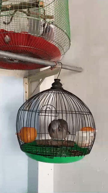Chim cu Malai Nâu xám. Mua bán Chim tại Quận 8 Tp Hồ Chí Minh được đăng bởi MR T hình 1
