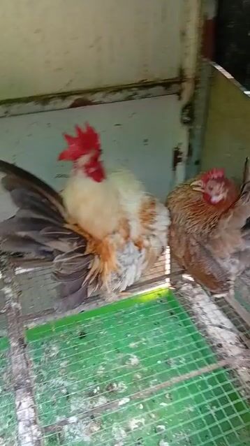 Cặp gà Serama 700k. Mua bán Gà tại Huyện Nhà Bè Tp Hồ Chí Minh được đăng bởi Minh Đức hình 1