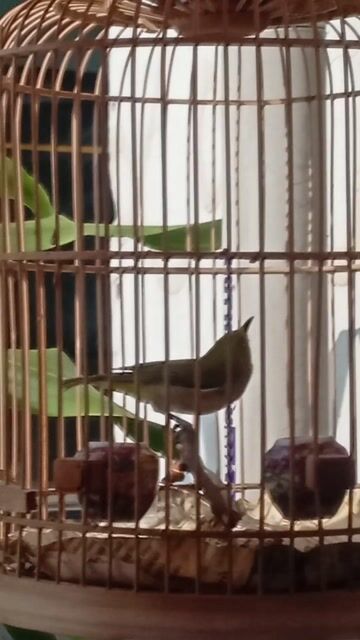 Chim khoen mùa 2. Mua bán Chim tại Quận 6 Tp Hồ Chí Minh được đăng bởi chuyên 7 màu hình 1