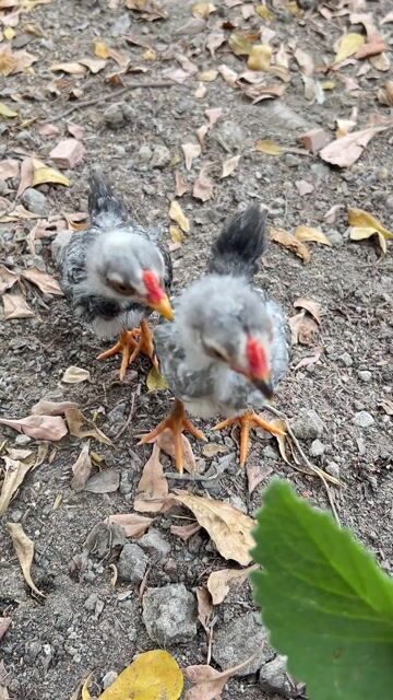 Gà Tre Bắc cộc 1,5 tháng Xám. Mua bán Gà tại Thành phố Vĩnh Long Vĩnh Long được đăng bởi HUY LÊ  hình 1