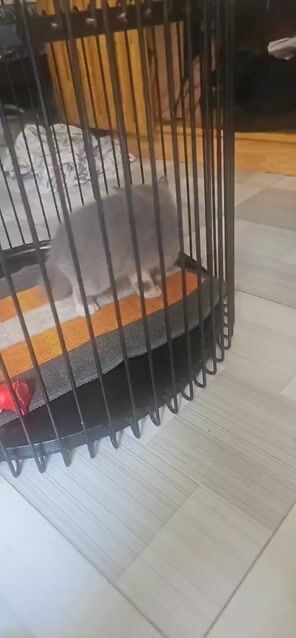 Mèo Anh 3 tháng Xám trắng. Mua bán Mèo tại Quận 6 Tp Hồ Chí Minh được đăng bởi Vu Nguyen hình 1