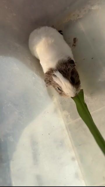 Bọ ú cái Nâu, trắng Baby. Mua bán Thú cưng khác tại Thành phố Tân An Long An được đăng bởi Ngọc Linh hình 1