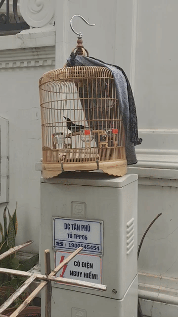 Chim chuyền 1 mùa trầy đầu rớt lông. Mua bán Chim tại Quận 7 Tp Hồ Chí Minh được đăng bởi Tý hình 1