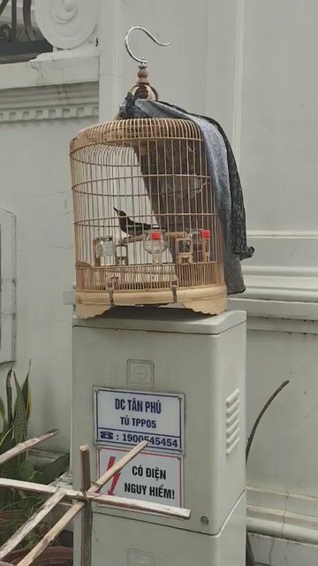Chim chuyền 1 mùa trầy đầu rớt lông. Mua bán Chim tại Quận 7 Tp Hồ Chí Minh được đăng bởi Tý hình 1