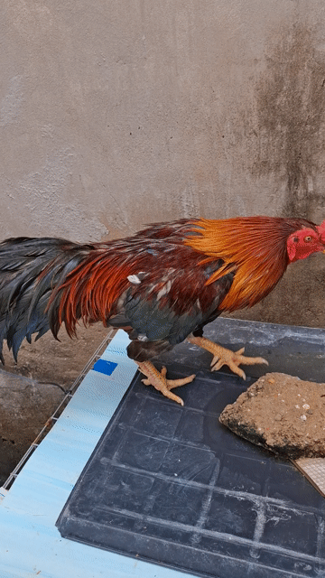 Gà trống Nâu đỏ đen Đực. Mua bán Gà tại Huyện Củ Chi Tp Hồ Chí Minh được đăng bởi Quí gà hình 1