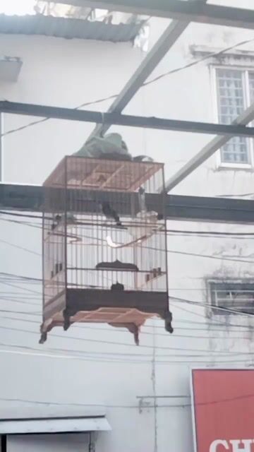 Chim khoen 3 mùa. . Mua bán Chim tại Quận Tân Phú Tp Hồ Chí Minh được đăng bởi bi hình 1