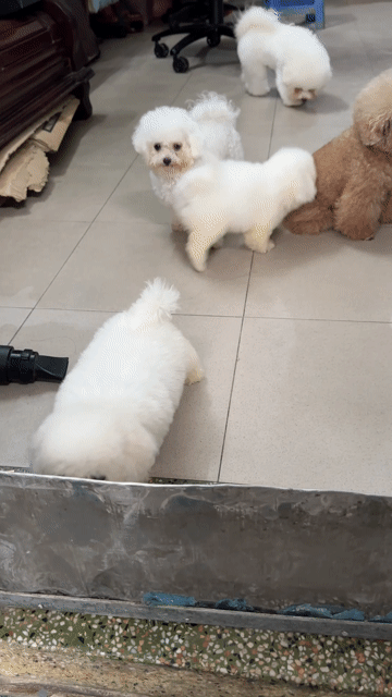 Chó Bichon Frise đực con đã tiêm. Mua bán Chó tại Quận Tân Phú Tp Hồ Chí Minh được đăng bởi thành hình 1