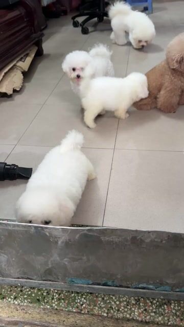 Chó Bichon Frise đực con đã tiêm. Mua bán Chó tại Quận Tân Phú Tp Hồ Chí Minh được đăng bởi thành hình 1