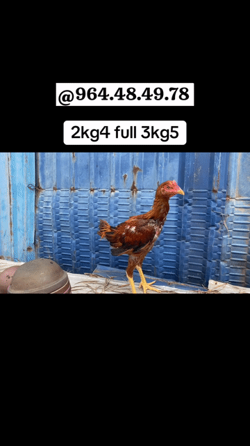 Gà Mỹ Ấn Độ rặc Khét. Mua bán Gà tại Thị xã Bến Cát Bình Dương được đăng bởi Vương Tài hình 1