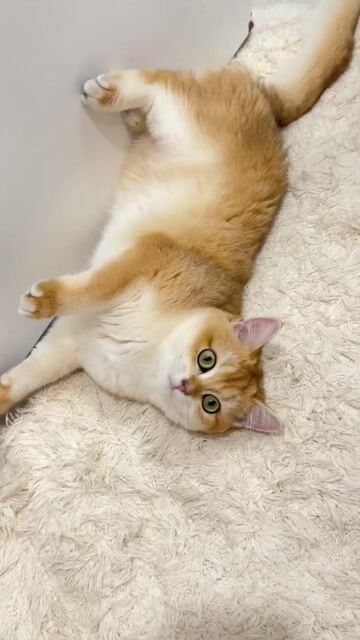 Mèo Black Golden cái 8 tháng. Mua bán Mèo tại Quận 8 Tp Hồ Chí Minh được đăng bởi Camin Nguyen hình 1