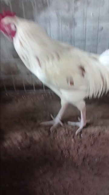 Gà bướm tơ 3k4. Mua bán Gà tại Huyện Thạnh Phú Bến Tre được đăng bởi thành vinh hình 1