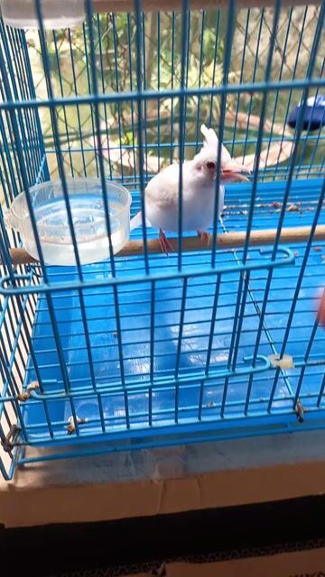 Chim chào mào Bạch mắt đỏ. Mua bán Chim tại Thành phố Thủ Đức Tp Hồ Chí Minh được đăng bởi Cá betta Long Nguyễn hình 1