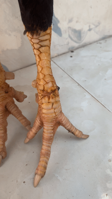 🍀mỹ hacht 3k2 mọc cựa trước. Mua bán Gà tại Huyện Kế Sách Sóc Trăng được đăng bởi TRẠI GÀ TẤN PHÁT 68 hình 1
