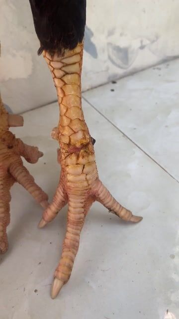 🍀mỹ hacht 3k2 mọc cựa trước. Mua bán Gà tại Huyện Kế Sách Sóc Trăng được đăng bởi TRẠI GÀ TẤN PHÁT 68 hình 1