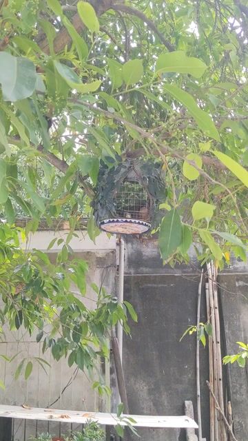 Chim Cu gáy dạn người. Mua bán Chim tại Huyện Long Thành Đồng Nai được đăng bởi Bber hình 1