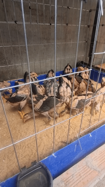 Gà chọi vai lưng 22 con. Mua bán Gà tại Thị xã Bến Cát Bình Dương được đăng bởi Hoang hình 1