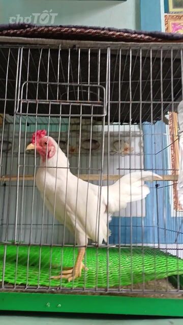 Gà cảnh Trắng đực làm cảnh, làm giống. Mua bán Gà tại Huyện Hóc Môn Tp Hồ Chí Minh được đăng bởi Tên chưa cung cấp hình 1