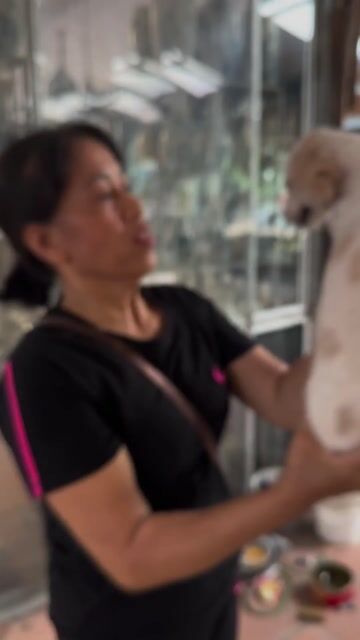 Cần Bán Bé Poodle Lai Nhật ( 4 Tháng ). Mua bán Chó tại Huyện Gia Lâm Hà Nội được đăng bởi Phạm Hoàng Hiệp hình 1