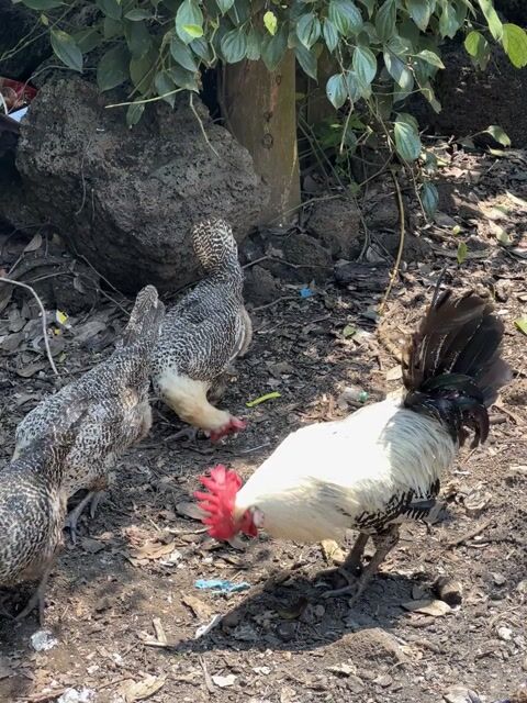 Gà Ai Cập trống. Mua bán Gà tại Huyện Tân Phú Đồng Nai được đăng bởi Loc Le Thanh hình 1