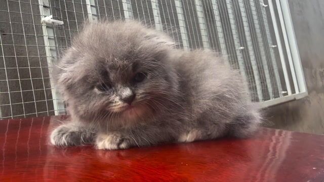 Mèo con lông dài màu Xám. Mua bán Mèo tại Huyện Hồng Ngự Đồng Tháp được đăng bởi Thị Kim Hồng Nguyễn hình 1
