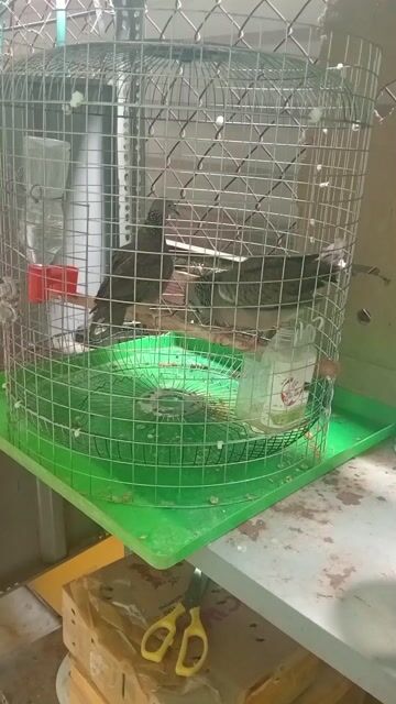 Chim cu gáy trống Malay. Mua bán Chim tại Huyện Bình Chánh Tp Hồ Chí Minh được đăng bởi PHONG  hình 1