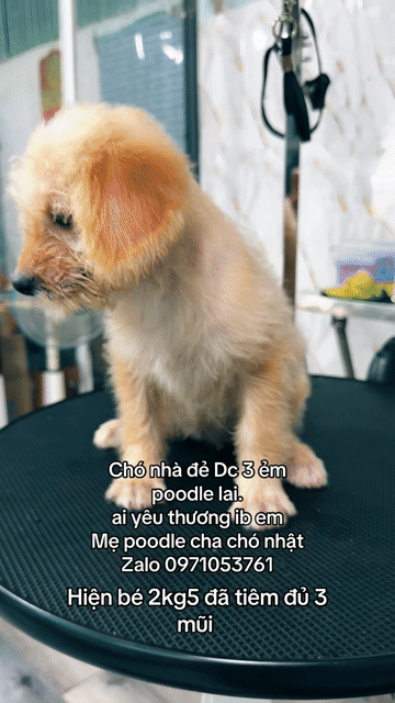 Chó Poodle lai Nhật Vàng kem. Mua bán Chó tại Thị xã Tân Uyên Bình Dương được đăng bởi Sang đẹp trai hình 1