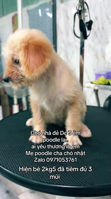 Chó Poodle lai Nhật Vàng kem. Mua bán Chó tại Thị xã Tân Uyên Bình Dương được đăng bởi Sang đẹp trai hình 1