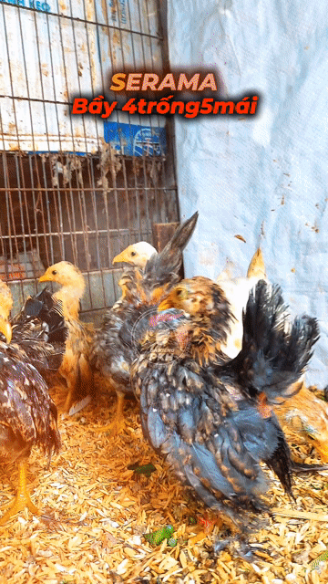 Gà Serama nhiều màu 5 xị 6 xị. Mua bán Gà tại Quận Gò Vấp Tp Hồ Chí Minh được đăng bởi LuânPKH RICHFRUITS hình 1