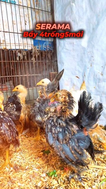 Gà Serama nhiều màu 5 xị 6 xị. Mua bán Gà tại Quận Gò Vấp Tp Hồ Chí Minh được đăng bởi LuânPKH RICHFRUITS hình 1