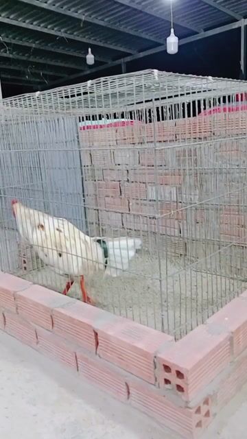 Gà 3kg. Mua bán Gà tại Huyện Trà Ôn Vĩnh Long được đăng bởi Luyến Gà Nòi hình 1