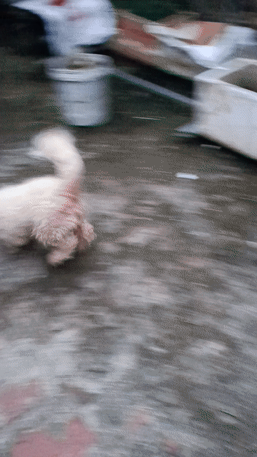 Chó Poodle cái màu Trắng kem. Mua bán Chó tại Huyện Chương Mỹ Hà Nội được đăng bởi Hoang Nguyen hình 1