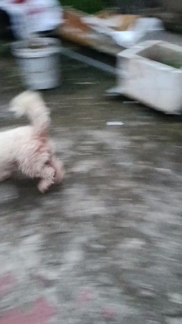 Chó Poodle cái màu Trắng kem. Mua bán Chó tại Huyện Chương Mỹ Hà Nội được đăng bởi Hoang Nguyen hình 1