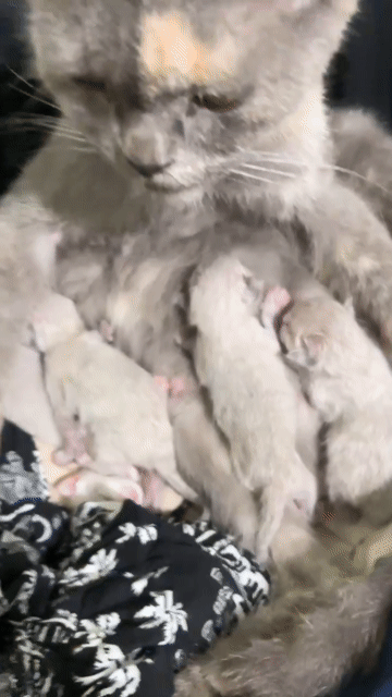 Mèo Anh lông ngắn Xám thân thiện sức khỏe tốt. Mua bán Mèo tại Huyện Lai Vung Đồng Tháp được đăng bởi Kun hình 1