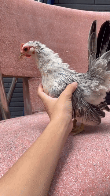 Gà Serama mái vảy cá. Mua bán Gà tại Huyện Long Hồ Vĩnh Long được đăng bởi ĐĂNG QUÂN  hình 1