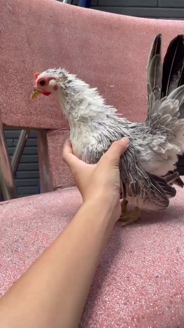 Gà Serama mái vảy cá. Mua bán Gà tại Huyện Long Hồ Vĩnh Long được đăng bởi ĐĂNG QUÂN  hình 1