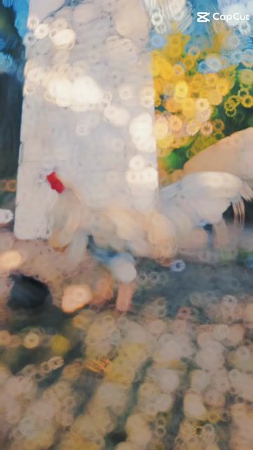 Gà vườn bướm lai được 2 năm tuổi. Mua bán Gà tại Huyện Tân Hiệp Kiên Giang được đăng bởi AK  hình 1