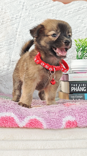 Gái Nhật lai xám đáng yêu sen ơi😁. Mua bán Chó tại Huyện Hóc Môn Tp Hồ Chí Minh được đăng bởi Smile Pet hình 1