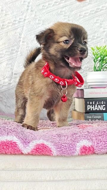 Gái Nhật lai xám đáng yêu sen ơi😁. Mua bán Chó tại Huyện Hóc Môn Tp Hồ Chí Minh được đăng bởi Smile Pet hình 1