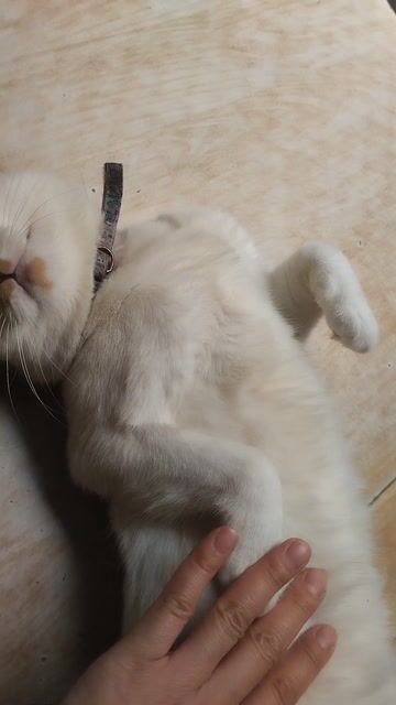 Mèo lai Anh đực 1 tuổi. Mua bán Mèo tại Quận Hà Đông Hà Nội được đăng bởi Tên chưa cung cấp hình 1