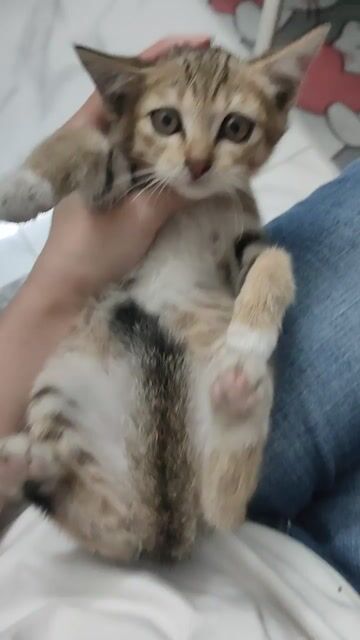 tặng 1 bé Mèo. Mua bán Mèo tại Huyện Bình Chánh Tp Hồ Chí Minh được đăng bởi Mưa hình 1