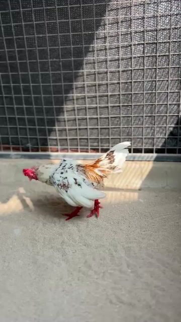 Gà bắc cọc. Mua bán Gà tại Huyện Bình Chánh Tp Hồ Chí Minh được đăng bởi Nghĩa Gà hình 1