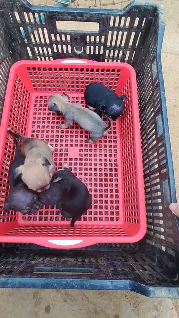 Chó Chihuahua mini, heo lùn 40 ngày ở Đà Lạt. Mua bán Chó tại Huyện Đức Trọng Lâm Đồng được đăng bởi Chihuahua Đà Lạt hình 1